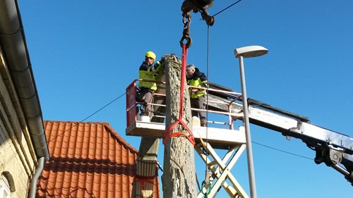 Her tages blåhvalskæberne ned. De står normalt som port i Hals by. Nu er de slidt ned. Tech College-elever skal bygge nye kæber i glasfiber.